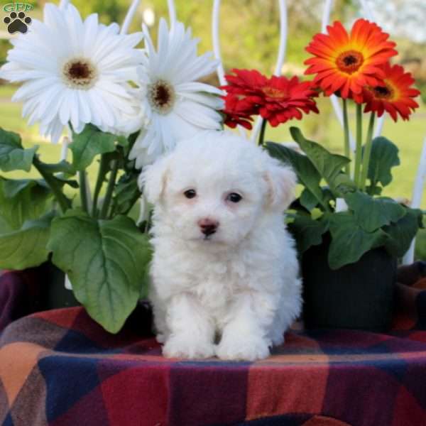Venice, Toy Poodle Puppy